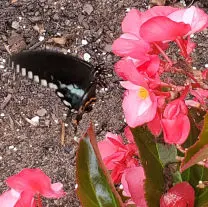 We install flower beds, tropical gardens, asian gardens and butterfly gardens. Create your own botanical garden with beneficial insects that keep away spider mites and aphids, while providing nectar and pollen to native butterflies and bees. 