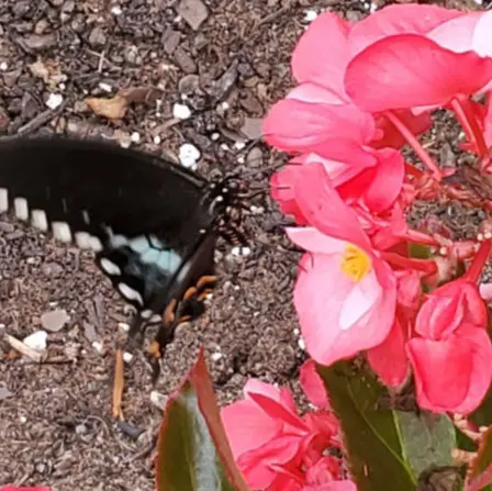 Whether tropical or traditional, we make it happen! Let us turn your front yard landscapes into amazing botanical gardens! From azaleas to magnolias, we'll have your garden looking better than your nearest local flower shops! 