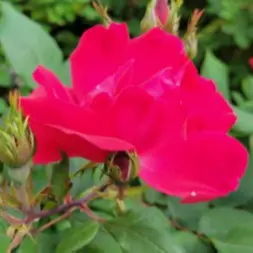 Let us install beautiful flower gardens with rose gardens so fruitful, bees, butterflies, and other pollinators will visit you, daily! 