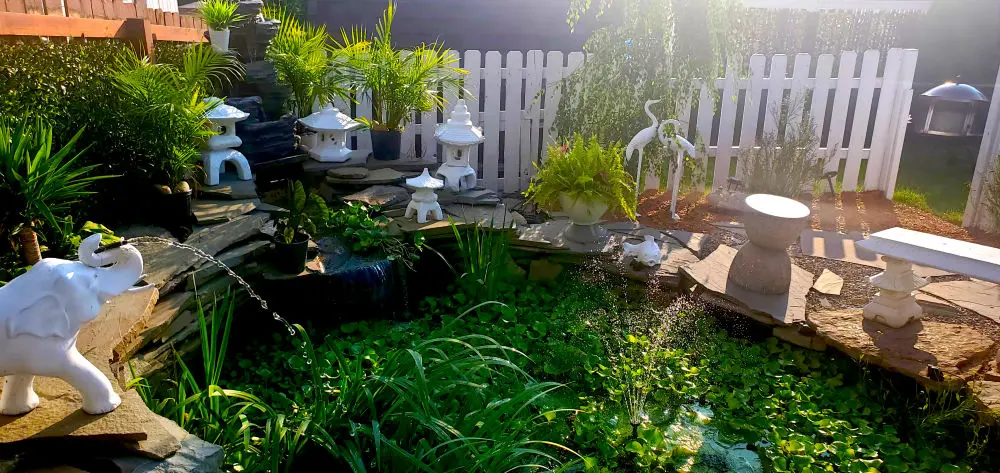 Water gardens can bring so much life to your backyard or private entertainment space. Water represents peace and solace, while providing a natural habitat for beneficial wildlife species. 